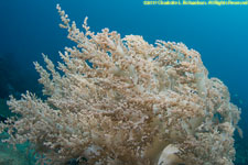 soft coral